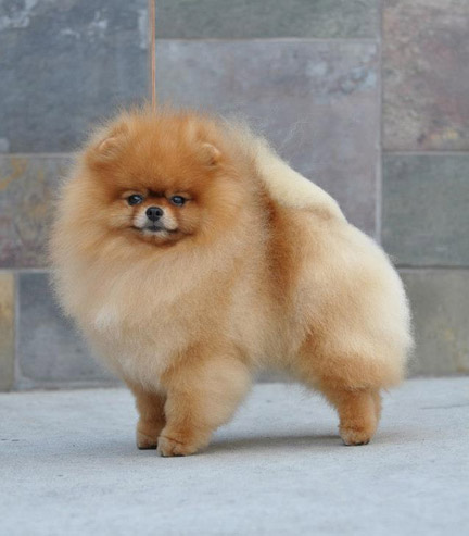 mangfoldighed Prædike koncept CR Pomeranians - Washington, USA